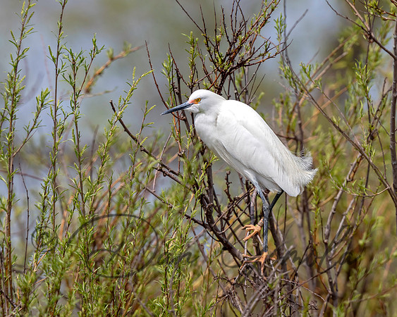 Snowy Egret