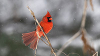 Northern Cardinal
