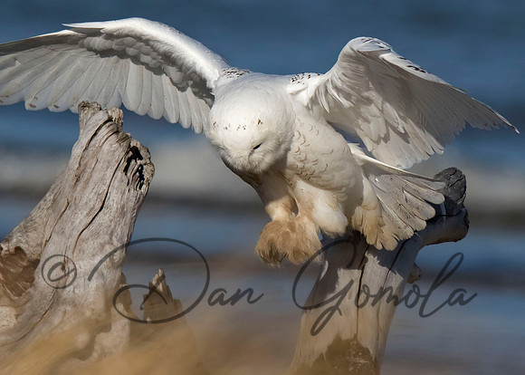 Snowy Owl