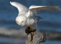 Snowy Owl
