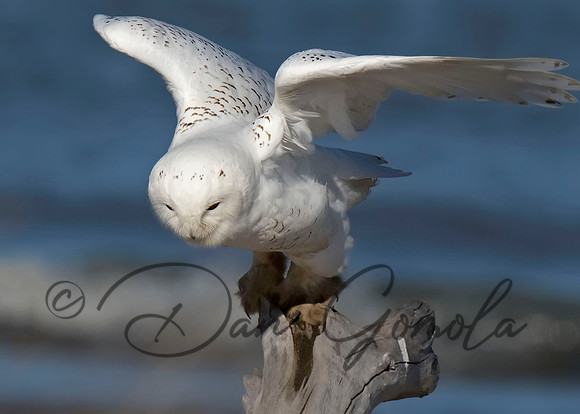 Snowy Owl