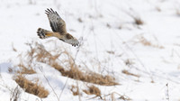 Northern Harrier