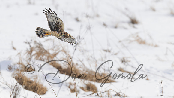 Northern Harrier