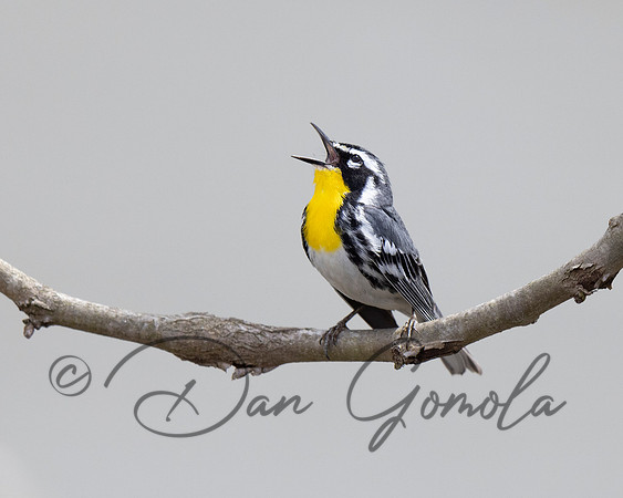 Yellow-throated Warbler