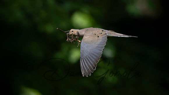 Mourning Dove