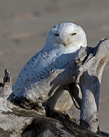 Snowy Owl