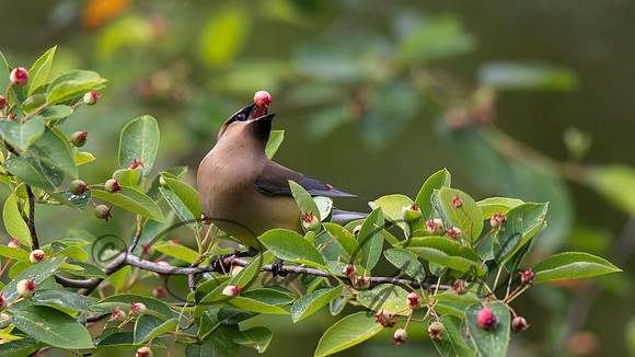 Cedar Waxwing