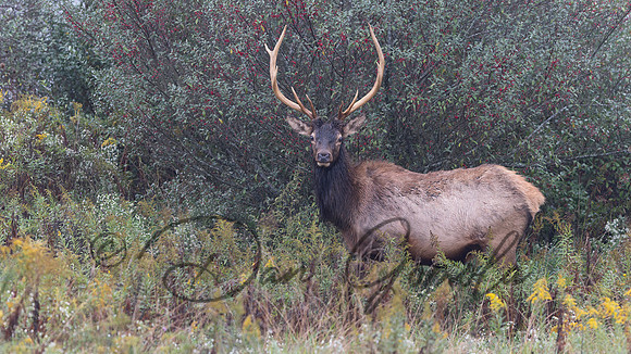 PA Elk (October, 2024)
