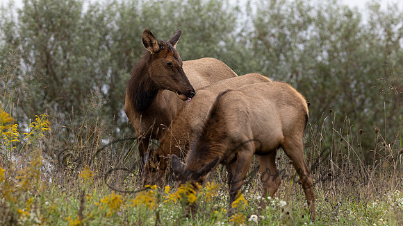 PA Elk (October, 2024)