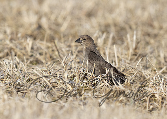 Brown-headed Cowbird