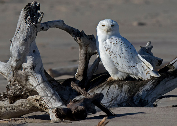 Snowy Owl