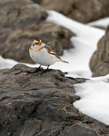 Snow Bunting