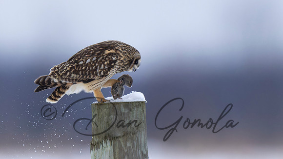 Short-eared Owl
