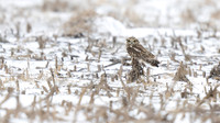 Short-eared Owl