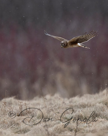 Northern Harrier