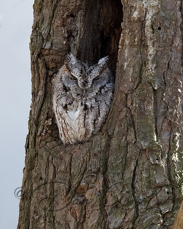 Eastern Screech Owl