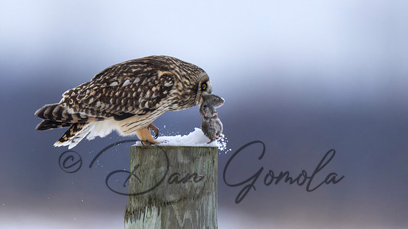 Short-eared Owl