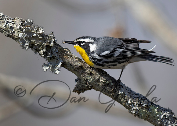 Yellow-throated Warbler