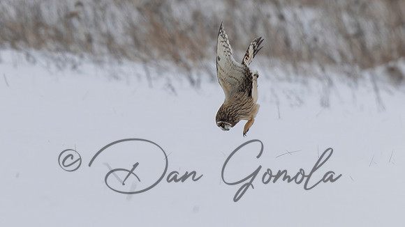 Short-eared Owl
