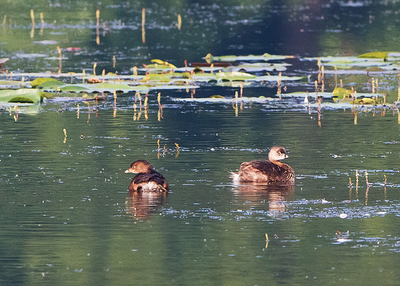 Pied-billed Grebe