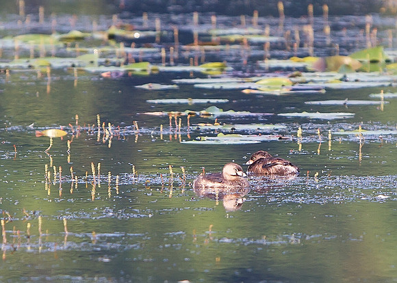 Pied-billed Grebe