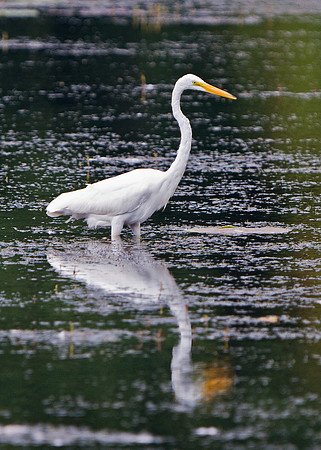Great Egret