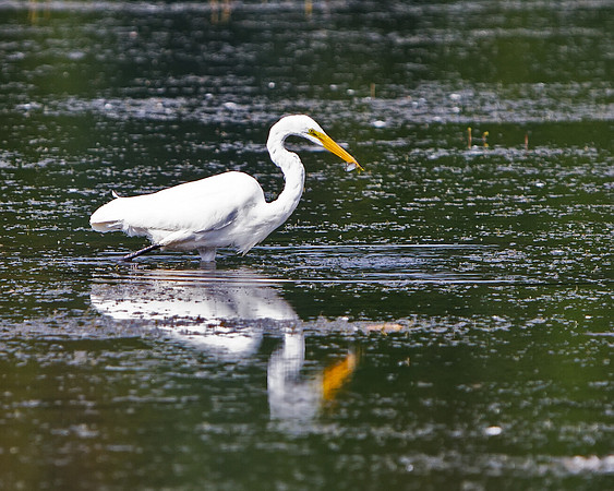 Great Egret