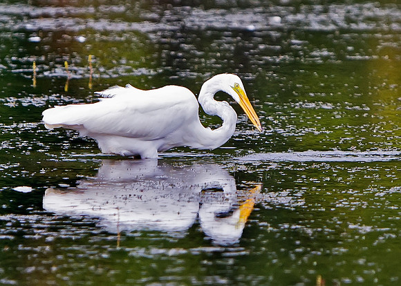 Great Egret