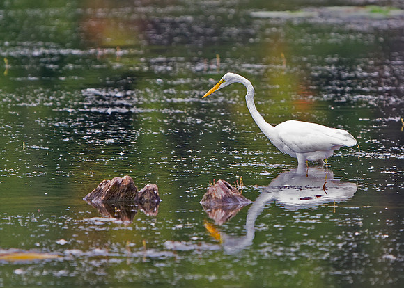 Great Egret