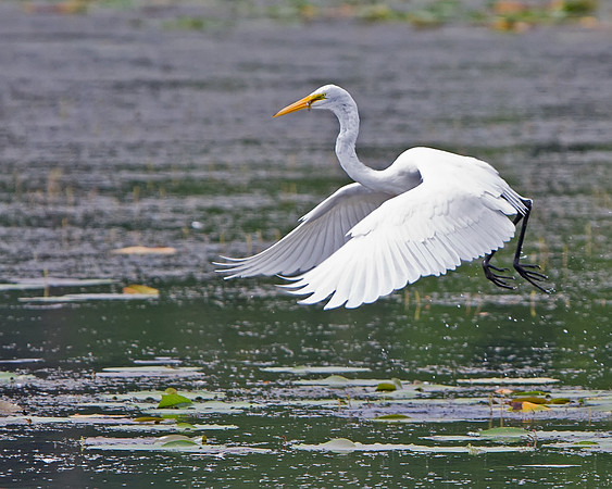 Great Egret