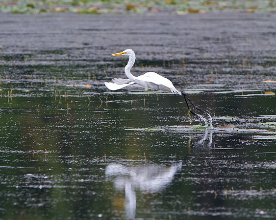 Great Egret