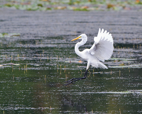 Great Egret