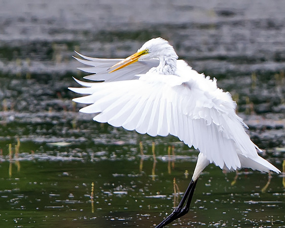 Great Egret