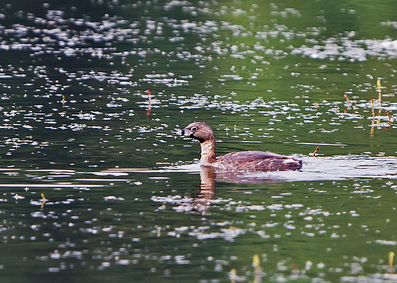 Pied-billed Grebe