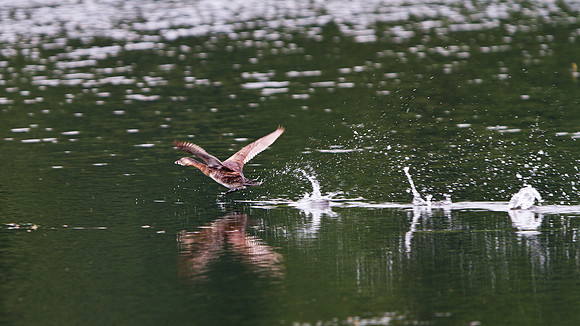 Pied-billed Grebe