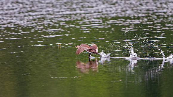 Pied-billed Grebe
