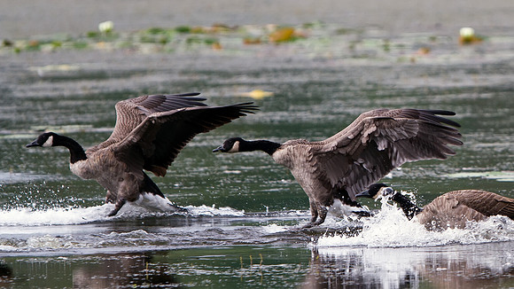 Canada Goose