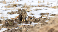 Short-eared Owl