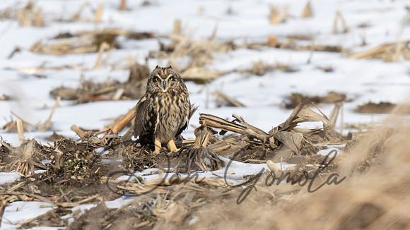Short-eared Owl