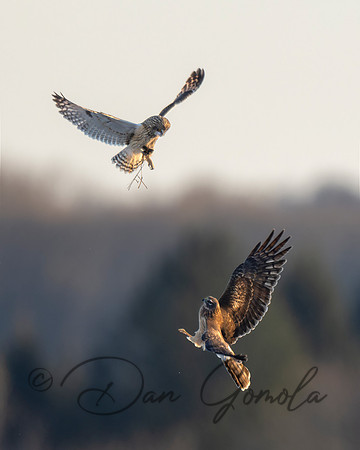 Northern Harrier and Short-eared Owl