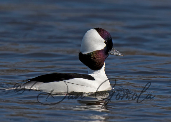 Bufflehead