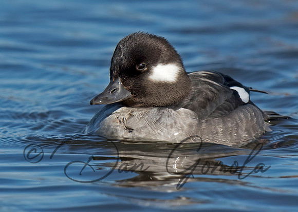 Bufflehead