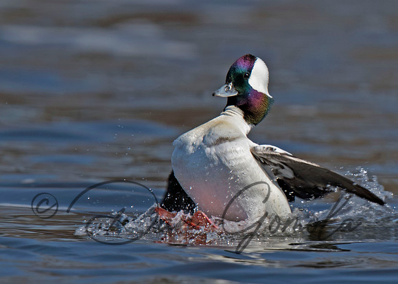 Bufflehead