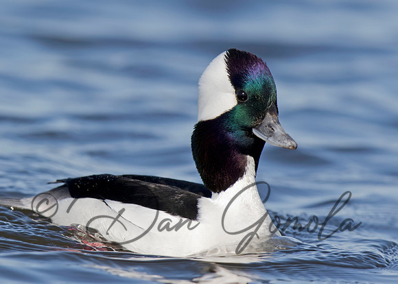 Bufflehead