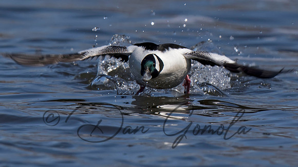 Bufflehead