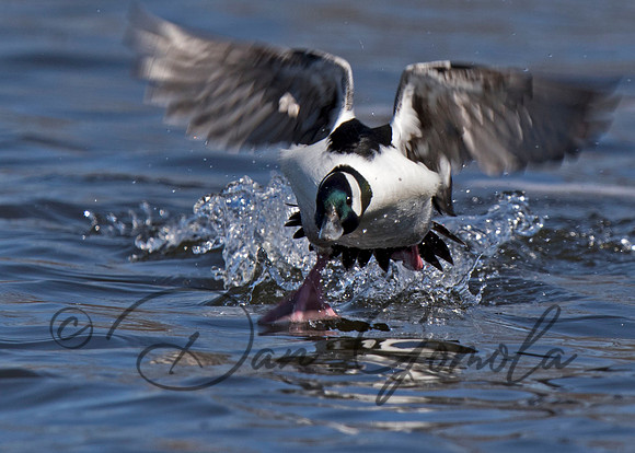Bufflehead