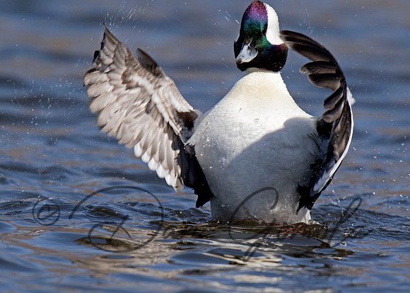 Bufflehead