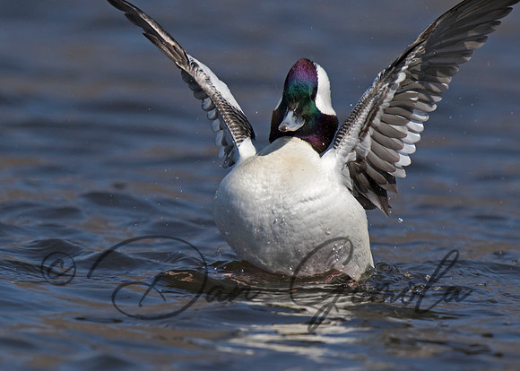 Bufflehead