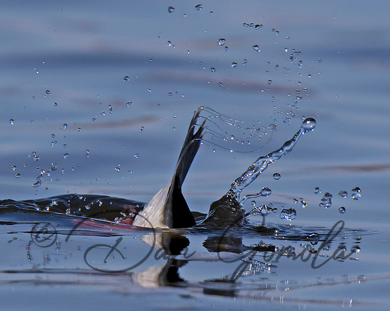 Bufflehead