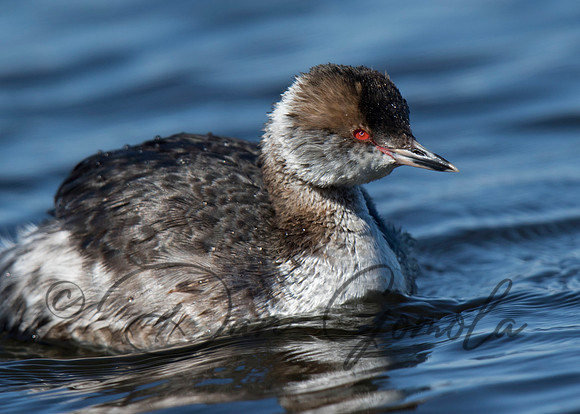 Horned Grebe